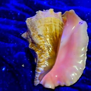 Queen conk from the Bahamas